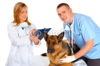 Two_vets_examining_dog.jpg